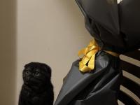 6 aylık black smoke scottish fold