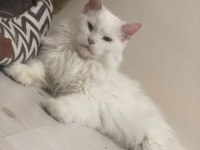 Maine coon 2 yaşında güzellik