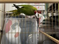 Pakistan papağanımız