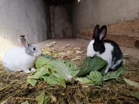 Çok güzel evcil tavşan