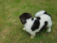 Amerikan Akita Yavru Köpekler