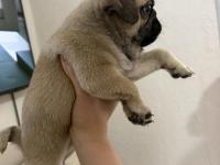 50 Günlük Sağlıklı Dişi Pug
