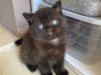 Chocolatecolor British Yavru Dişi