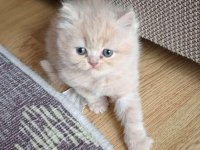 İran Persian Kedisi