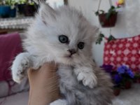 British Longhair Erkek Silver Yeşil Göz