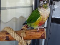 Konur Papağanımız