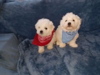 Dünya Tatlısı Terrier Yavruları