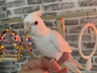 Yavru Sultan Papağanı Yeme Düşmüş