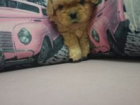 İki Adet Pekinez Erkek