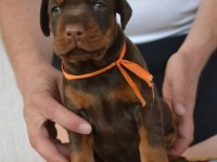 Irk Garantili Doberman Yavruları
