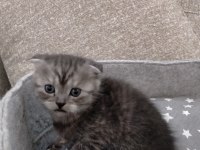 2 Adet Scottish Fold Dişi Yavrumuz