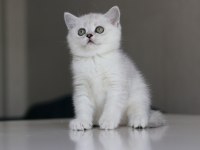 Full Şecereli Babadan Teslime Hazır Dişi Kedimiz