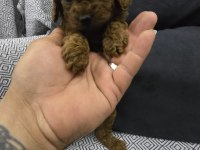 Kore Dark Red Poodle Bebek Köpekler