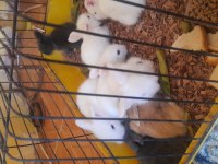 Hollanda Lop Tavşanı Yavrusu