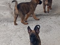 A Kalite Belçika Malinois
