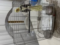 Sultan Papağanı 4 Aylık Krom Kafes