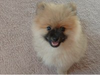Pomeranian bebiş