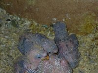 Sevda Sultan Ve Cennet Papağanlar