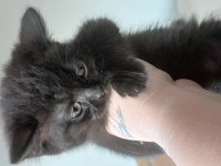 Adana Yavru Kediler Teslime Hazır