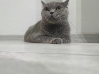 Birbirine Alışkın İki Safkan Dost Kediler Yeni Yuvalarını Arıyor