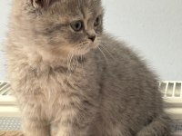 British Shorthair Yavrular Teslime Hazır