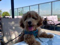 Maltipoo dişi köpeği