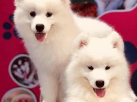 Pamuk gibi samoyed yavruları
