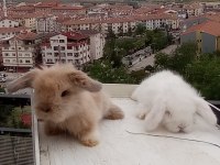 Orjinal Lop Irkı Tavşan