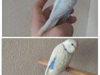 Yeni Yeme Düşmüş Uysal Renk Güzeli Yavru Muhabbetler