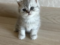 British shorthair yavrularımız