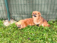 Uyguna Sahiplendirilecek 2 Yaşında Pekinez Dişi