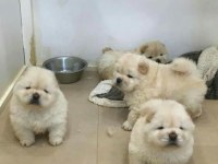 Çin Aslanı Yavrular Gelip Görerek Alabilirsiniz Adrese Teslimat Var