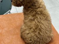 2.5 Aylık Toy Poodle