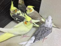 2025 Üst Düzey A Kalite Bebek Yavru Sultan Papağanı Konuşturmalık Full Evcil