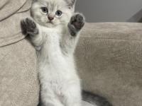 2.5 aylık dişi özel seri kedimiz