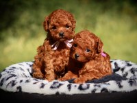 Toy poodle kore red brown mini yavrularımız
