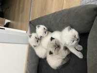 British Longhair Yavru Kediler