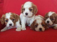 Safkan cavalier king charles bebekler