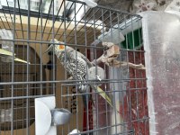 Takım Sultan Papağanı