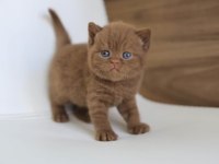 Minik çikolata topu chocolate british shorthair yavrumuz