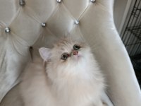 Cy 11 Şecere Belgesi Safkan Dişi 5 Aylık British Longhair