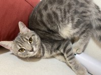 Ücretsiz 6 Aylık British Silver Tabby
