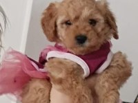 Oyuncu Maya Köpeğimiz