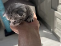 5 Adet Scottish Fold Yavrular