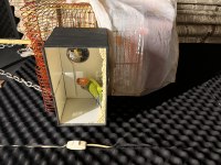 Takım Sevda Papağanı