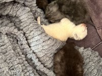 British yavrularımız