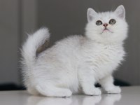 Full şecereli babadan teslime hazır erkek kedimiz