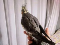 Sultan Papağanı (Ele Gelir)