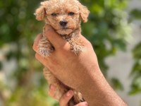 Sevimli maltipoo yavru köpeklerimiz