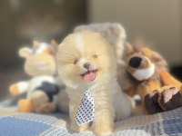 Ayı Surat Pomeranian Boo Yavrular